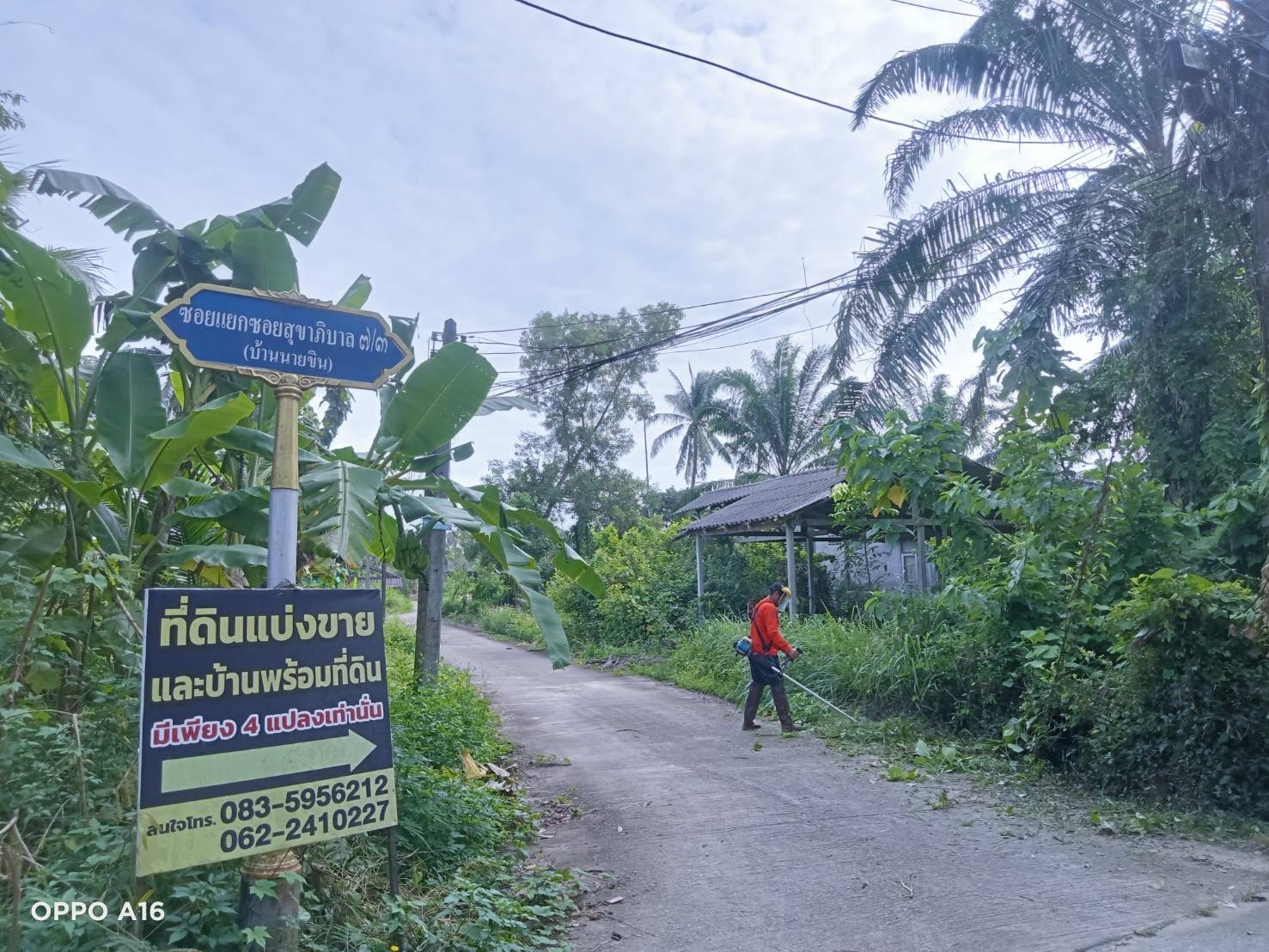 กองช่างลงพื้นที่ตัดหญ้าริมถนนในเขตเทศบาลตำบลวังไผ่